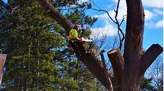Seniors Attention Rollas Tree Removal Companies Offer Generous Discounts