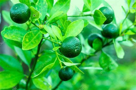 Calamansi Hanging On The Tree Stock Photo By ©shahril 56126311