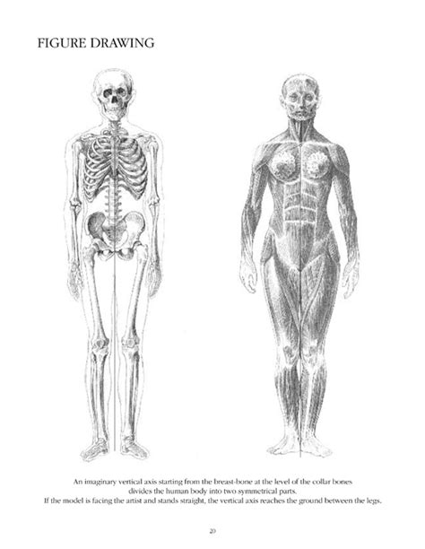 Human Anatomy Body Parts Drawing Anatomy Structure
