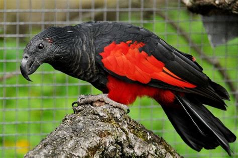Psittrichas fulgidus scientific name definitions. close up--pesquets parrot | Fauna | Parrot, Beautiful birds, Birds