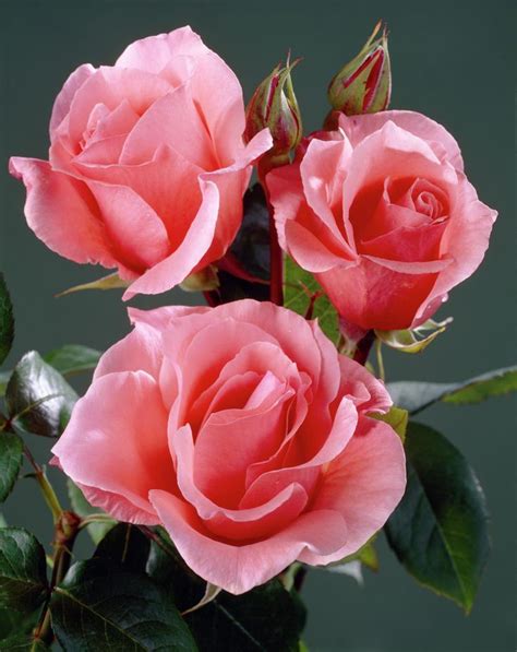 Resultado De Imagem Para Imagenes De Rosas Rosas Rosas Flores Rosas