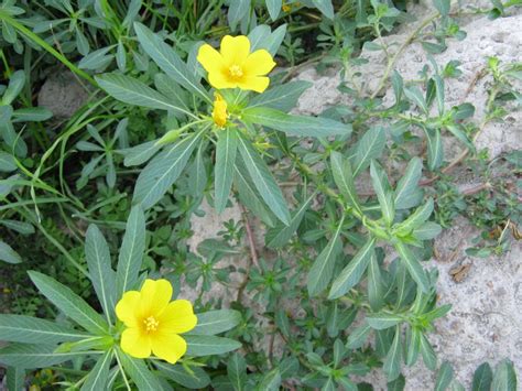Speciale piante sempreverdi da vaso e da giardino: Pianta con fiori gialli