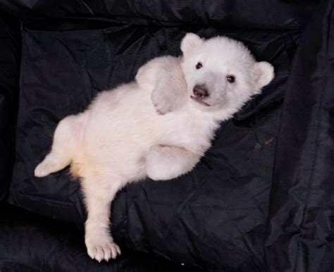Two Polar Bear Cubs Born At The Detroit Zoo Zooborns