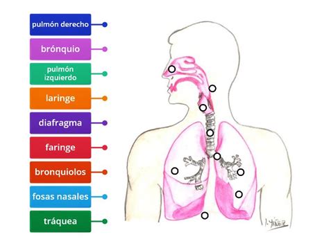 Sistema Respiratorio Diagrama Etiquetado