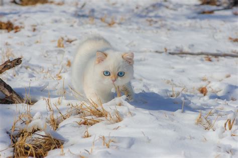 Wallpaper Cats Snow Winter Animals Pet Photography 1706x1138