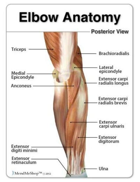 Elbow Anatomy Elbow Anatomy Human Muscle Anatomy Human Muscular System