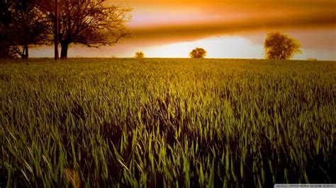 Download Wheat Field At Sunset Wallpaper 1920x1080 Wallpoper 433385