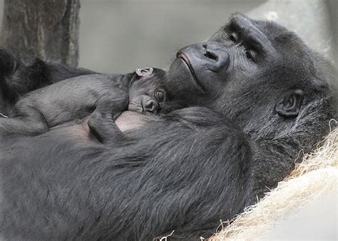 Image Of The Day Baby Gorilla Bonds With Mom At Brookfield Zoo