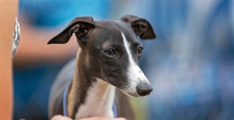 Whippet Breed Guide Lifespan Size And Characteristics