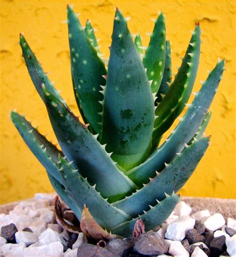 Turn your outdoor space into a charming oasis with our varied selection of plants. AfroChops : Aloe Vera Gel's Facts / Benefits