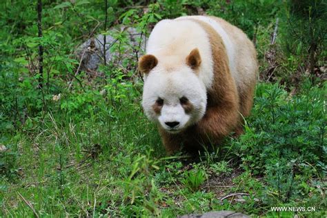 Rare Brown Giant Panda Seen In Shaanxi14