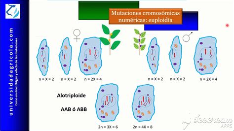 Curso Mutaciones Video 12 Mutaciones Cromosómicas Numéricas Euploidía Youtube