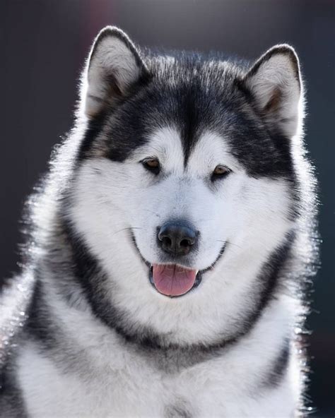 14 Amazing Facts About Alaskan Malamute Dogs You Probably Never Knew