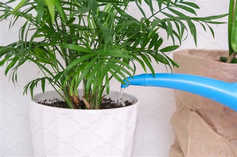 A Man Waters A Palm Tree Plant From Watering Can Care Of Home Plants