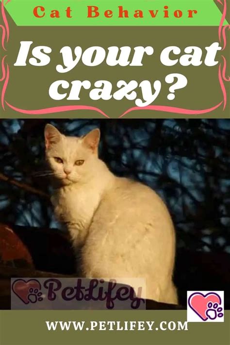 Is Your Cat Crazy Pet Lifey