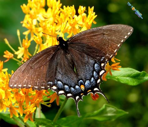 Viviens 10 Most Beautiful Species Of Butterflies