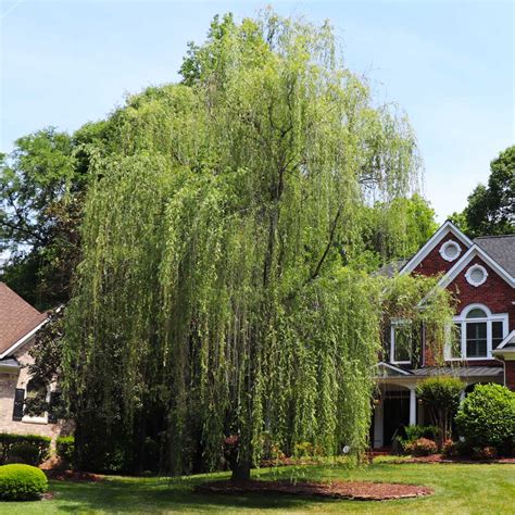 Niobe Golden Weeping Willows For Sale