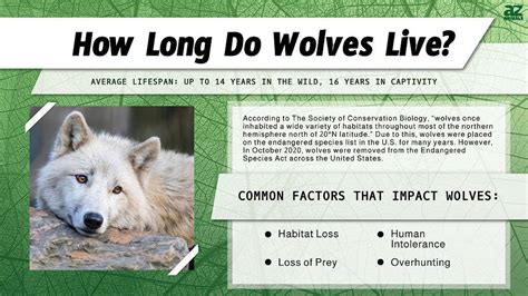 Wolf Lifespan How Long Do Wolves Live A Z Animals