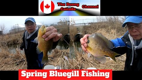 Spring Bluegill Fishing Thu Duong Canada Channel Youtube