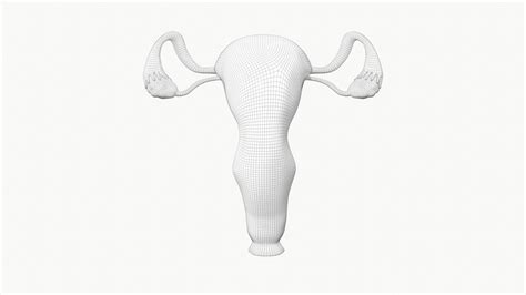 Female Reproductive System Section 3d Model Cgtrader