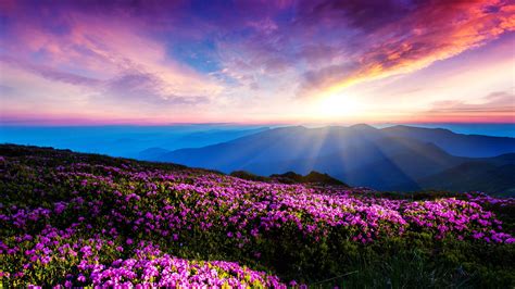 Lila Blumen Himmel Wolken Sonnenuntergang Strahlen Berge