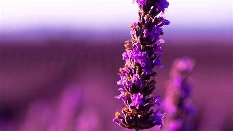 Download Wallpaper 3840x2160 Lavender Flower Purple Inflorescence Blur 4k Uhd 169 Hd Background