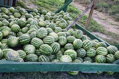 This year is my first time ever growing. How Long Does Watermelon Last on the Vine, After Picking ...
