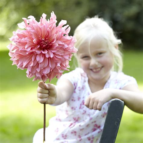 We did not find results for: Dahlia pictures in 2021 | Dahlia, Bulb flowers, Longfield ...