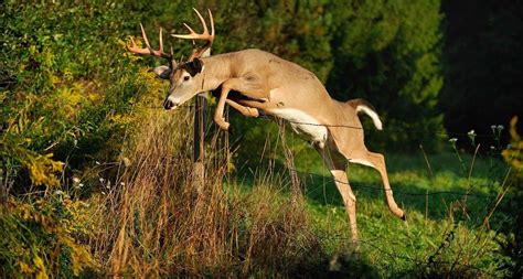 7 Tips For Photographing Whitetails Legendary Whitetails Deer