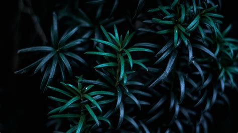 Dark Minimalist Plant Pattern