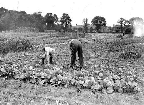 Digging For Victory Stories From Wartime Gardens Bbc News