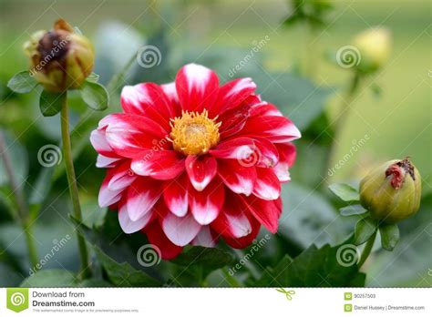 White And Red Flowers Growing In The Garden Stock Image Image Of