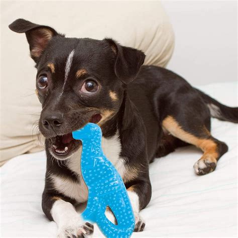 Puppy teething remedies can be very soothing for your little rascal's sore gums because they're able to reduce inflammation and swelling, and ease his discomfort. 10 Freezable Puppy Teething Toys Your Pup Will Love - Hey ...