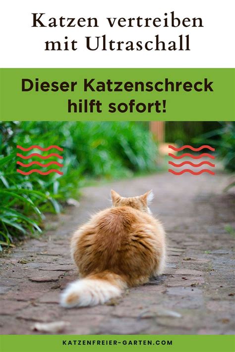 Gerüche, die katzen aus dem garten vertreiben. Dieser Katzenschreck Ultraschall hilft sofort! | Katzen ...