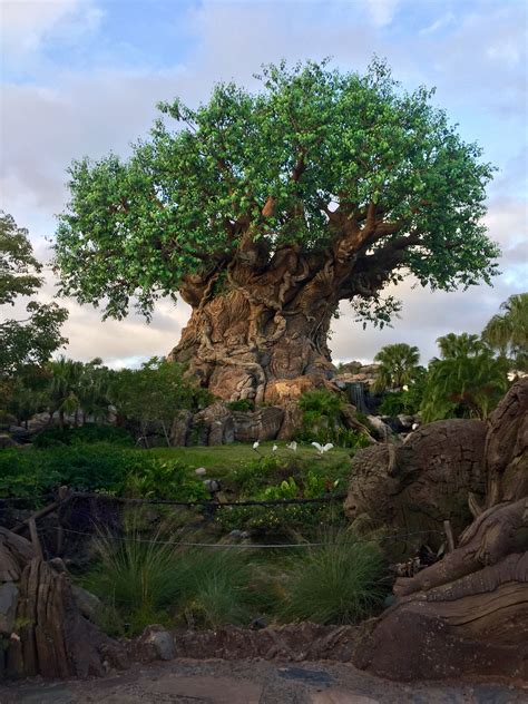 Tree Of Life Disneys Animal Kingdom Walt Disney World Disney