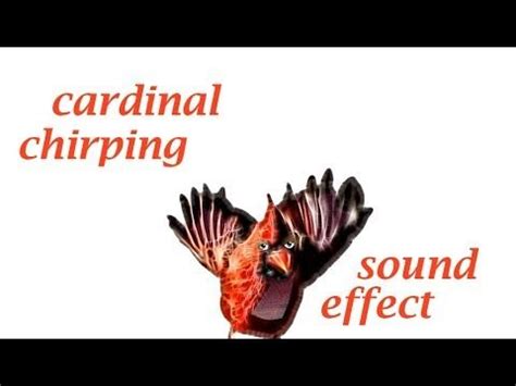 Songbirds chirping in the park / forest in spring download ~ 10 sec. When A Cardinal Chirping - Sound Effect - Animation ...