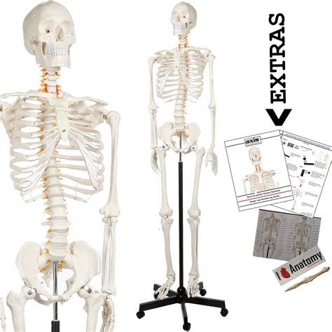 real human skeleton model