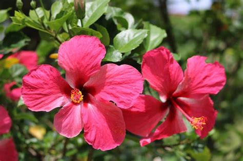Hawaiian flower names and beautiful flowers. 21 Types of Pink Flowers + Pictures | FlowerGlossary.com