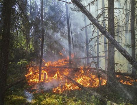 Forest Fires Have Seen A Dramatic Rise In The Last Several