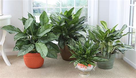 Browse our collection and order your evergreen shrub online today for fast delivery to your doorstep! Landscaping with evergreens and shrubs