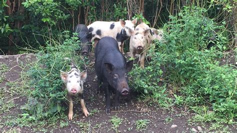 Hawaii Community Overrun With Pigs Turns To Hunters Field And Stream