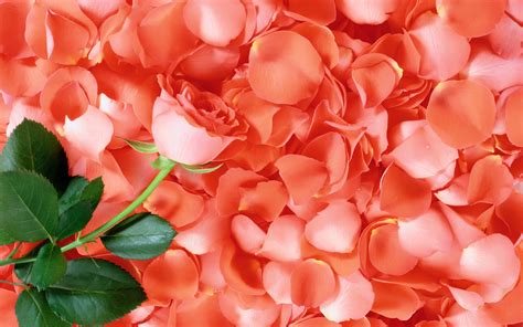 Pink Rose And Rose Petals