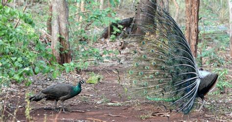 Peacock Breeding Stock Image Image Of Bird Nature Park 96689715