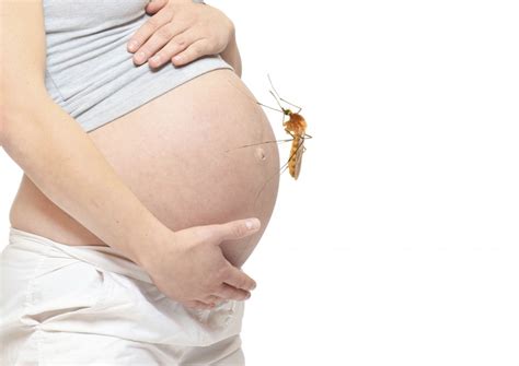 Zika Virus Guidance Ob Gyn Womens Centre