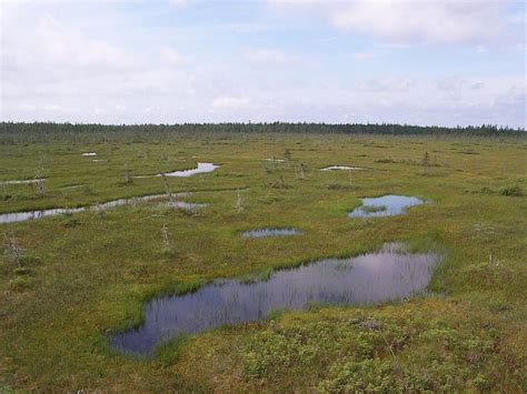 Peat Bogs Are Freshwater Wetlands That Develop In Areas With Standing