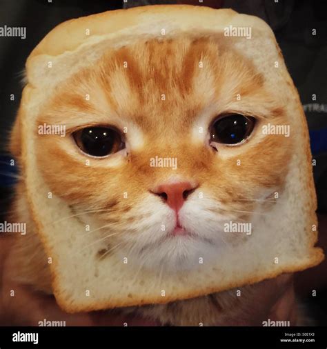 A Cat Bread Stock Photo Alamy