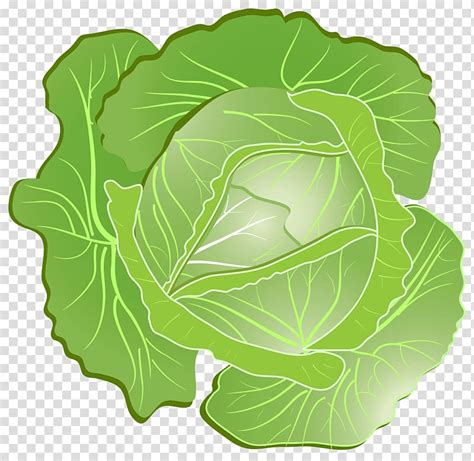 Cabbage Transparent Background Png Clipart Hiclipart