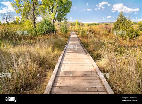 Nature Trail Wooden Boardwalk Path Through Wetlands In A Fall Scenery