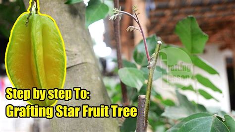 Here's a few videos i made on some techniques of grafting i use on my fruit trees. How To Grafting Star Fruit Tree Step by Step - YouTube