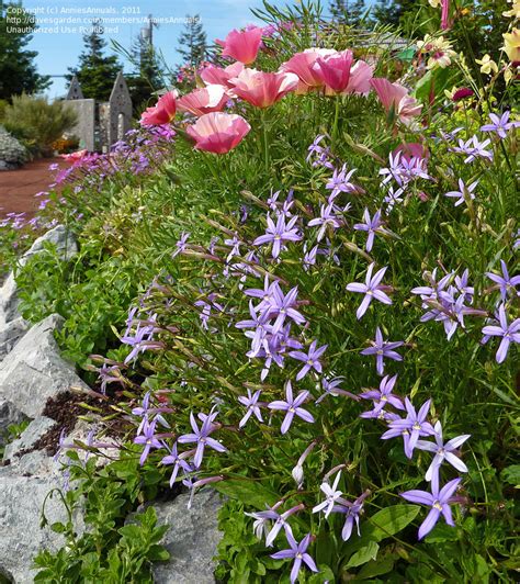 Popular as ground cover, the blue star creeper, botanically known as isotoma fluviatilis, makes for an interesting plant on a landscape. PlantFiles Pictures: Isotoma, Blue Star Creeper, Laurentia ...